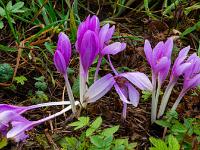 20 Herbstzeitlosen Blüte Aschau